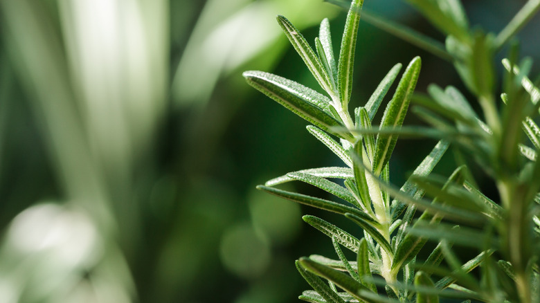 Sprig of green rosemary