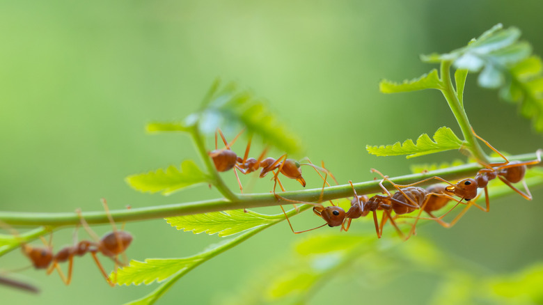 Ants marching on leaf