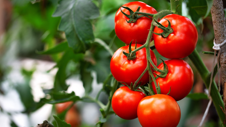 Tomatoes growing on a vine