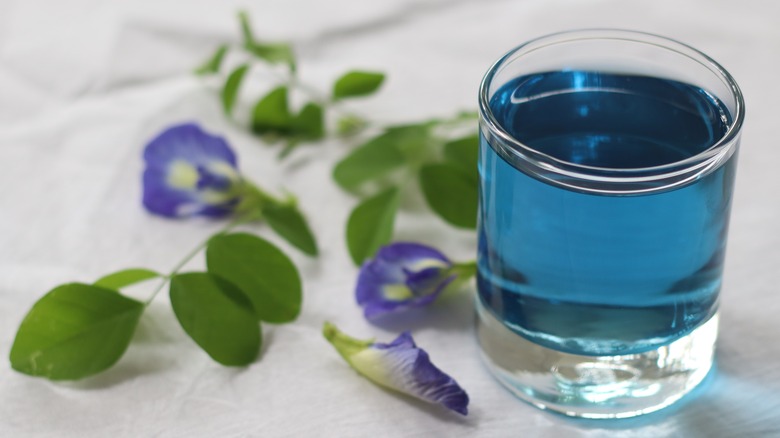 blue tea butterfly pea flowers