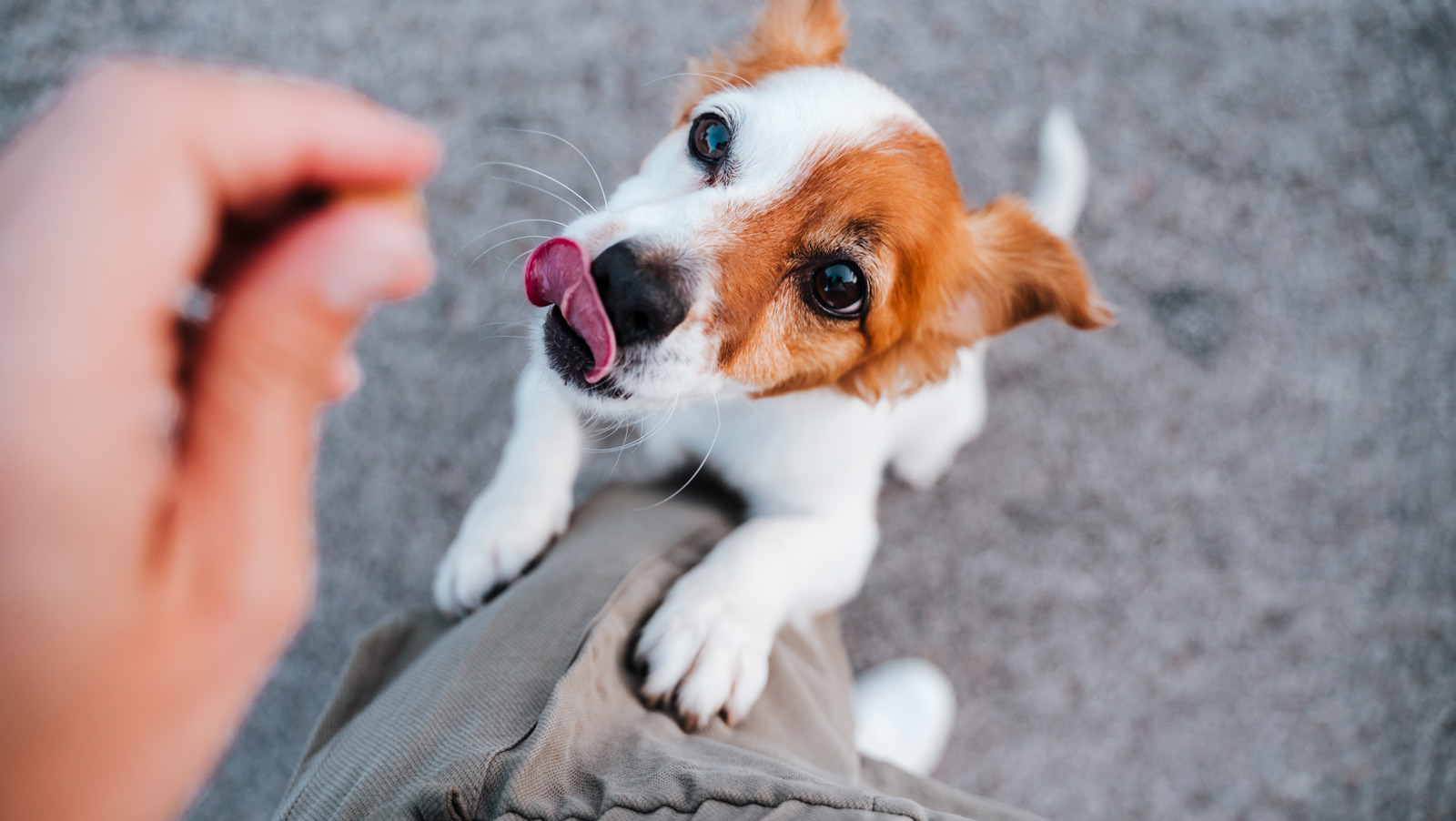 Trader Joe's Adorable Chew-Cuterie Dog Treats Have Shoppers Excited