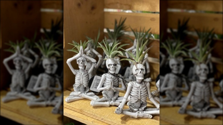 Skeleton yoga air plants at Trader Joe's