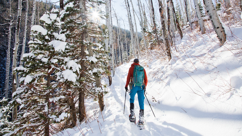 a pine tree-scented winter's hike