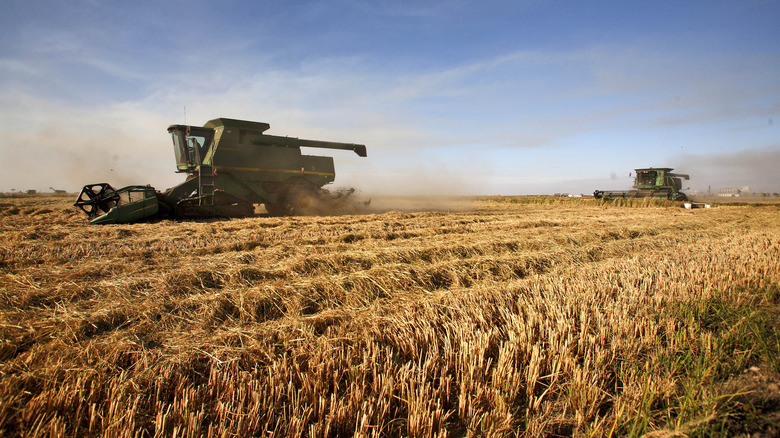 California Rice Harvest