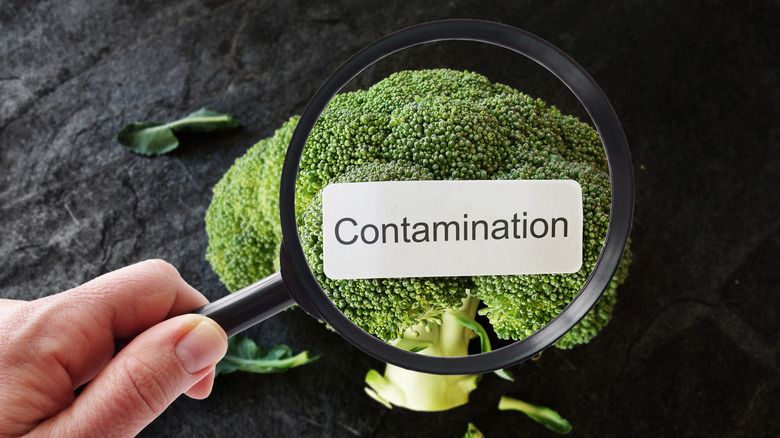 magnifying glass over contaminated broccoli