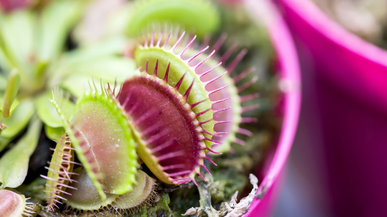 Close-up of Venus flytraps in a pink pot