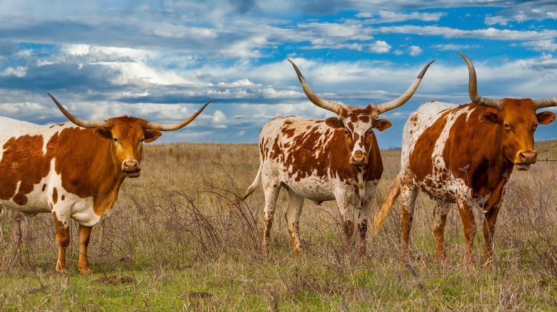 cattle on Oklahoma ranch