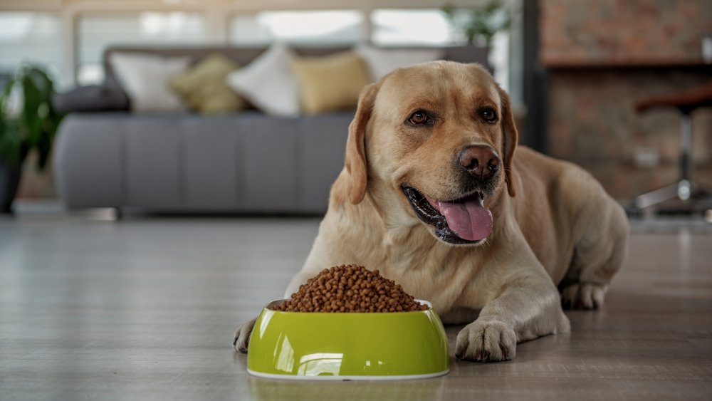 Dog with dog food from pet food brand