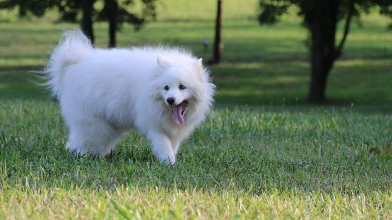 white dog with tongue out