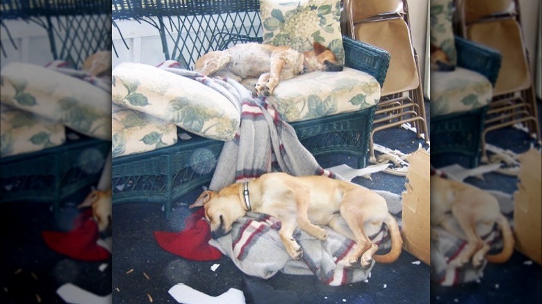 Trisha Yearwood's dogs sleeping