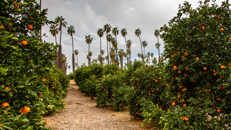 orange and palm trees field