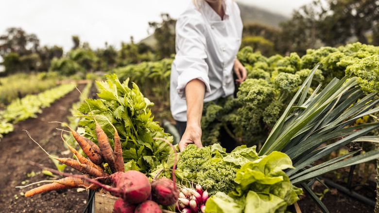 Chef harvesting produce