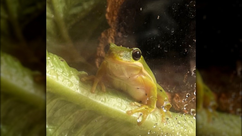 Tony the Green Tree Frog