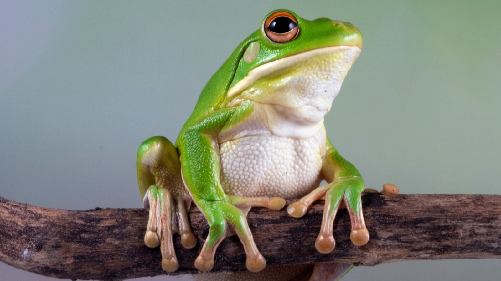 Twitter Is Loving This Surprise Lettuce Frog Named Tony