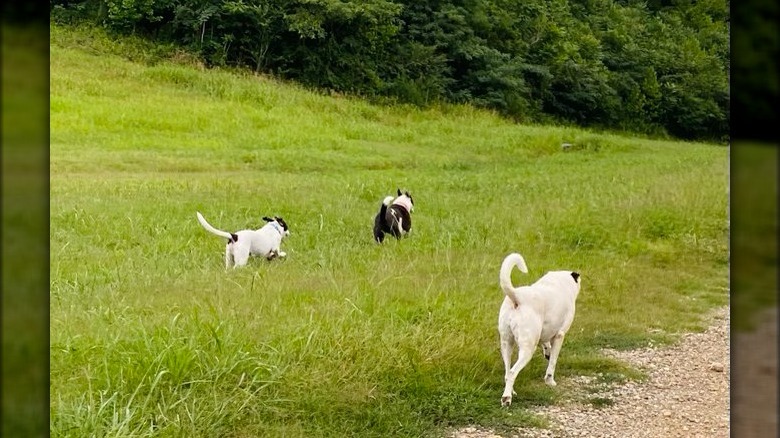 Yearwood's dogs, Emmy, Millie, and Mack