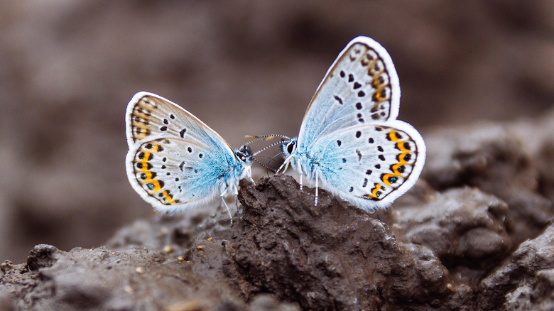 Two blue butterflies on the ground