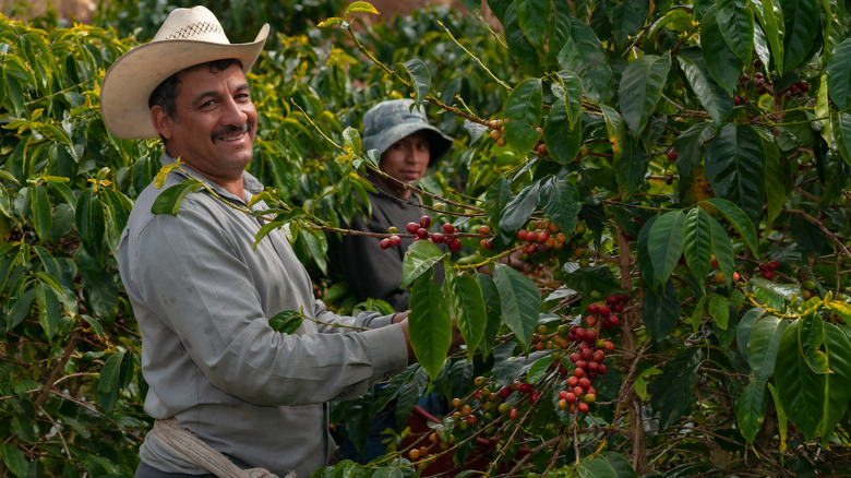 Workers picking coffee beans 