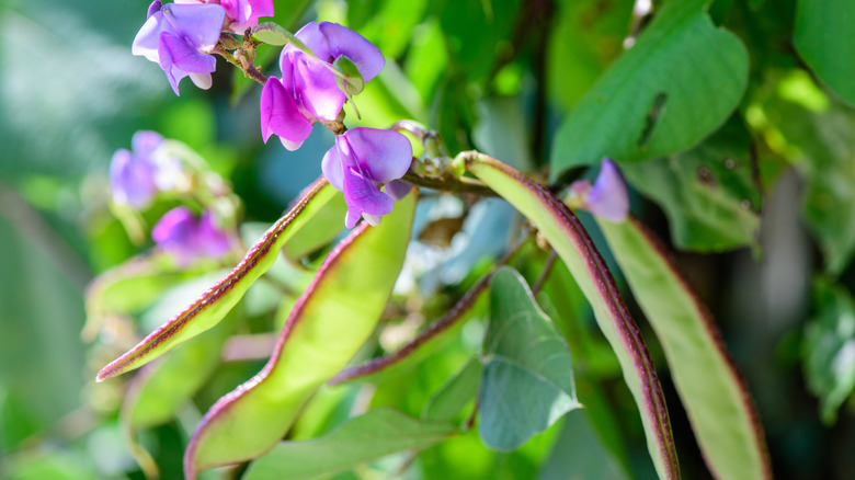 Purple hyacinth flowers on plant 