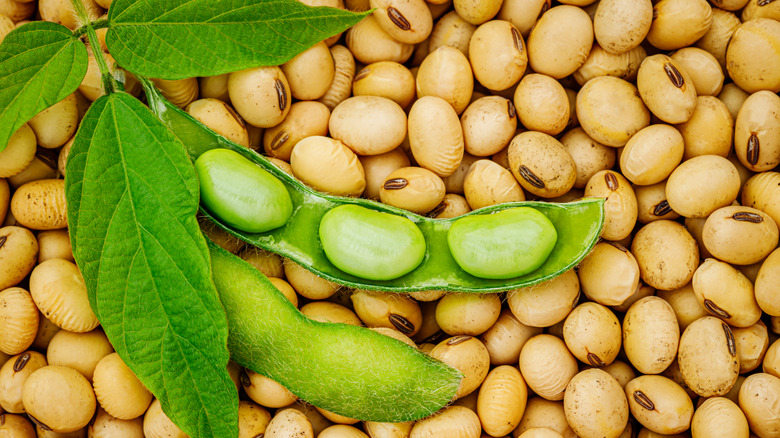 Soy beans with edamame pods