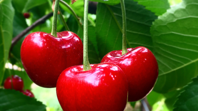 Benton cherries hanging from a branch