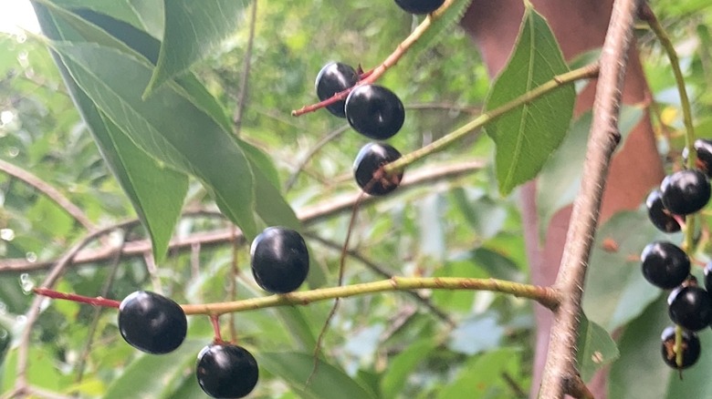 Ripe and unripe black cherries