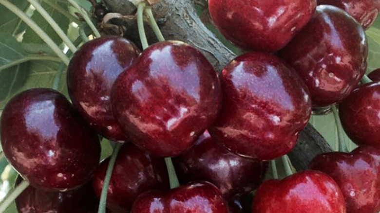 Chelan cherries hanging from a branch