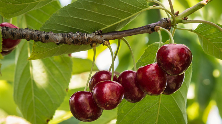 Ripe dark red cherries hanging on a tree branch