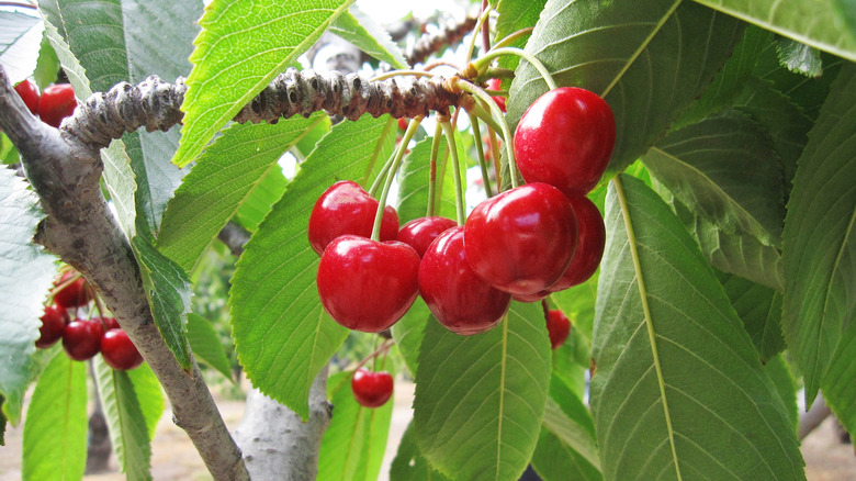 Emperor Francis cherries hanging on a tree