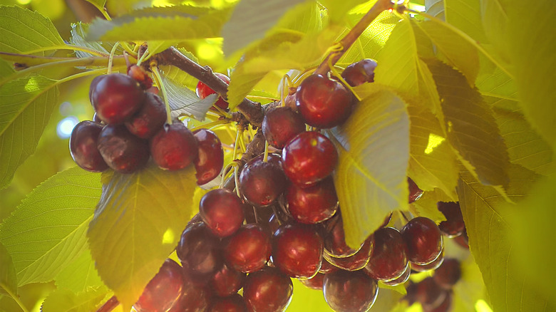 Lambert cherries growing on a tree