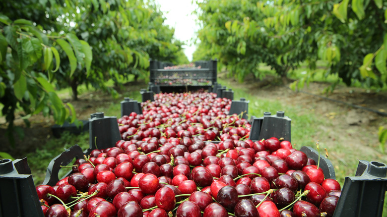 Boxes of Lapins cherries