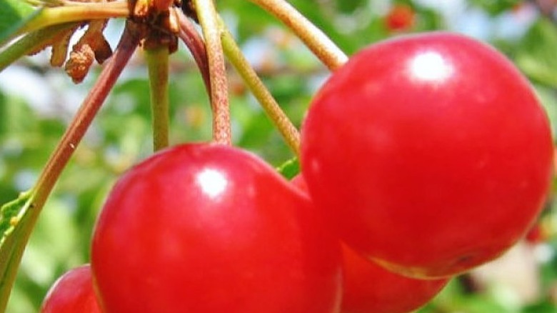 Hanging Meteor cherries