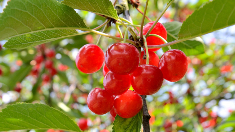 Montmorency cherries hanging on a tree