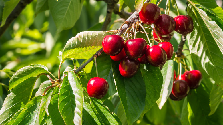 Ripe stella cherries hanging from a cherry tree branch