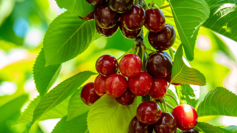 Sweetheart cherries hanging on a tree