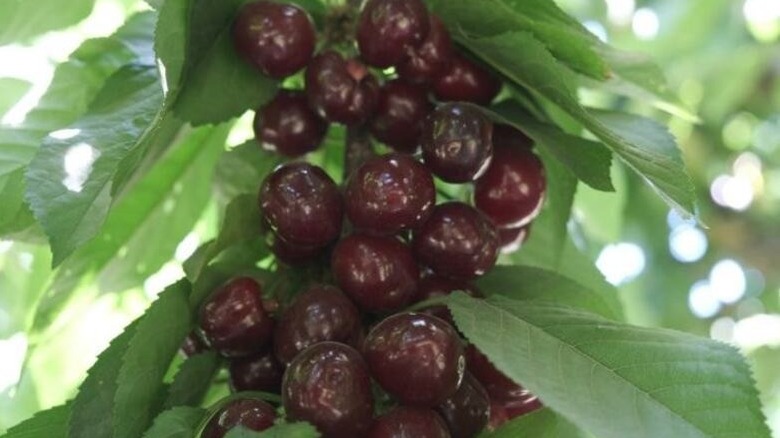 Utah Giant cherries against a yellow background