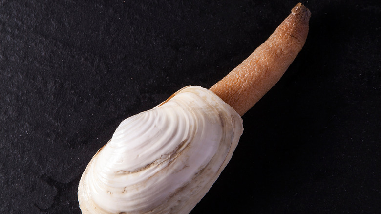 Geoduck clam against a black background