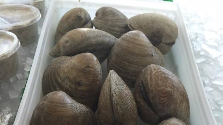 Quahog clams in a plastic box