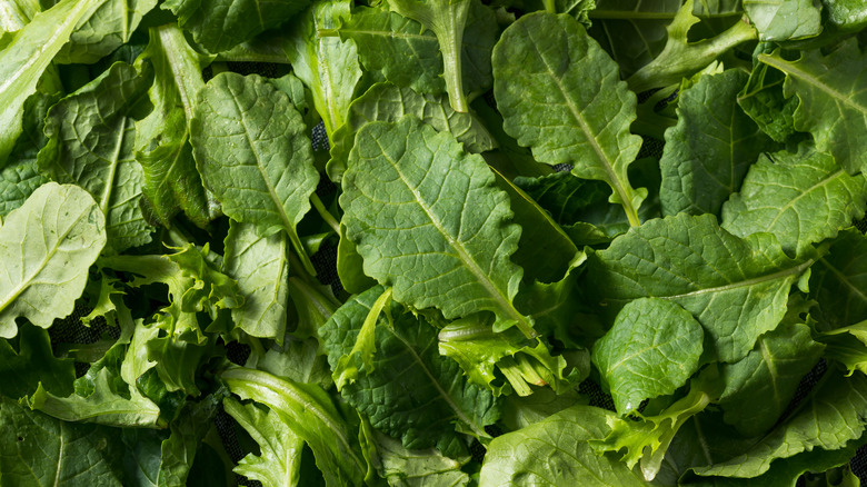 closeup pile of baby kale