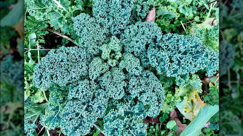 blue curled Scotch kale 