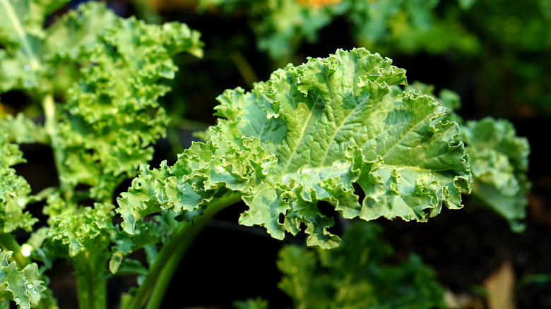 closeup curly kale plant