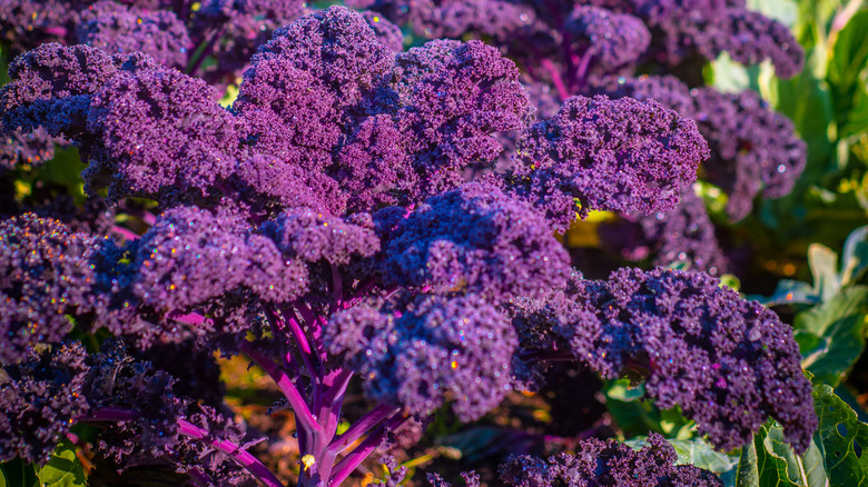 purple kale in garden