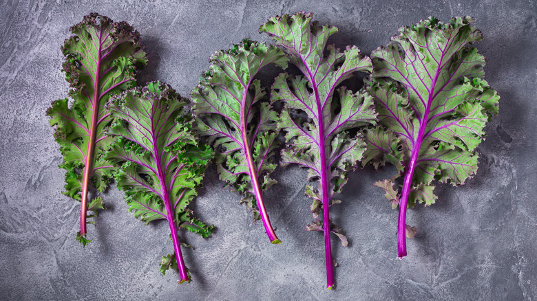 isolated red Russian kale leaves