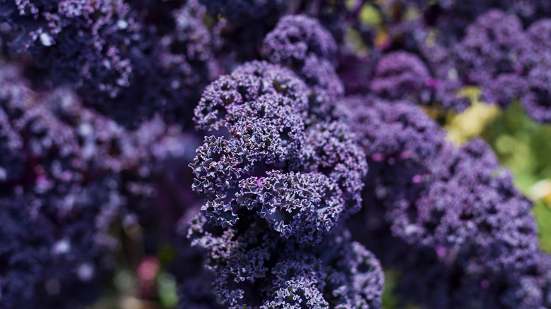 closeup dark purple kale