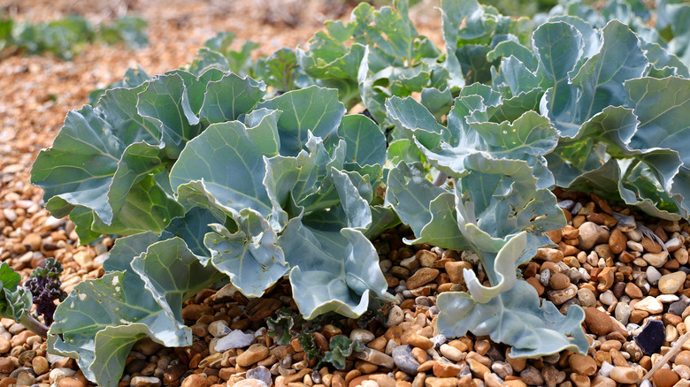 sea kale growing between pebbles