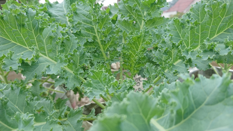 planted kale plant