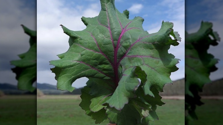 Simone broadleaf kale leaf