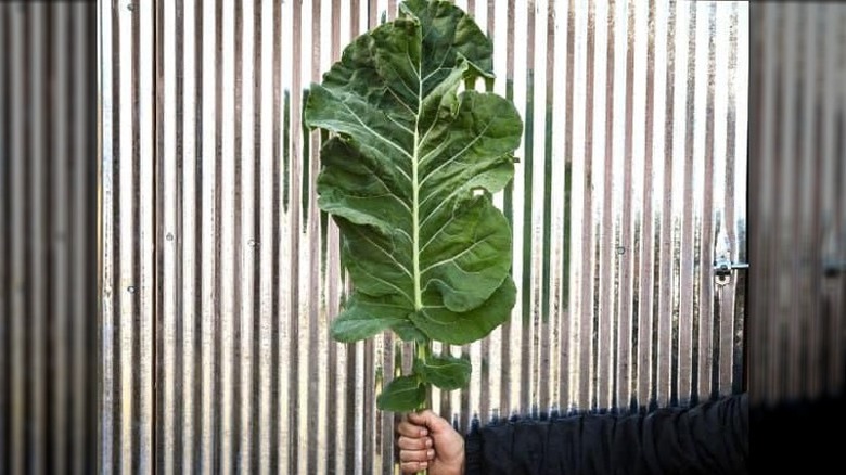 hand holding large kale leaf