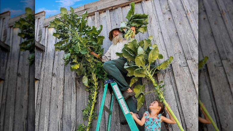 people with walking stick kale