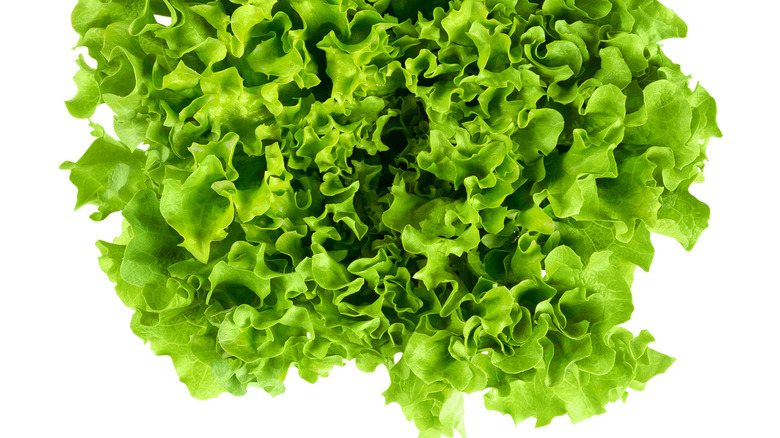 Batavia lettuce