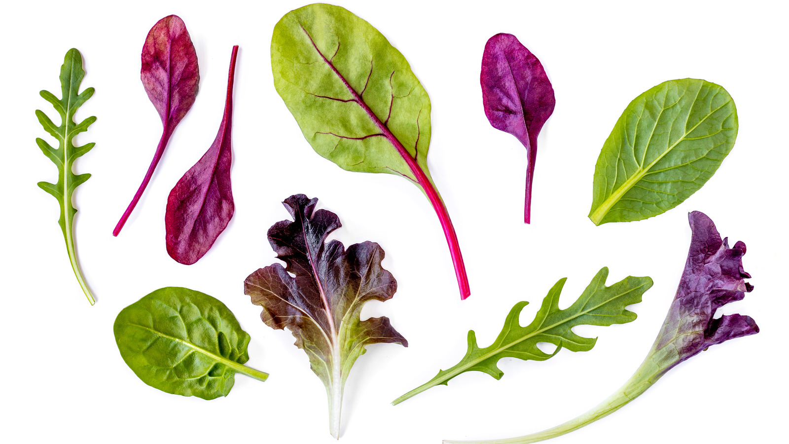 lettuce varieties